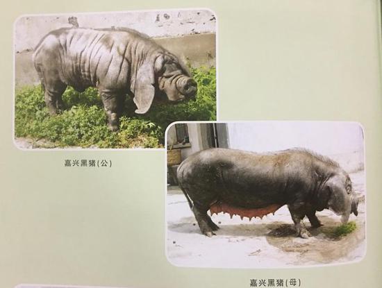 土猪肥膘不再厚,浙江成功选育“雪花”猪肉