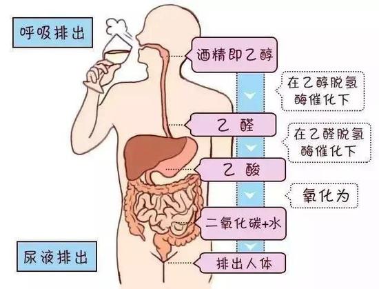 酒精在人体内的分解过程。|资料图
