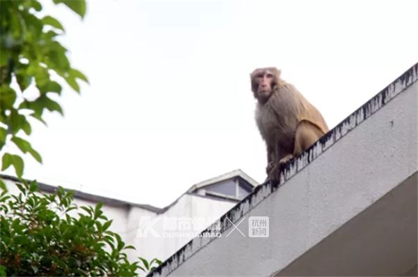 大闹翠苑二区的胖猴
