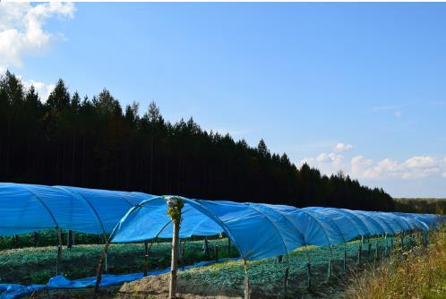 恩珍源红参:从源头做起打造安全食品生产链条