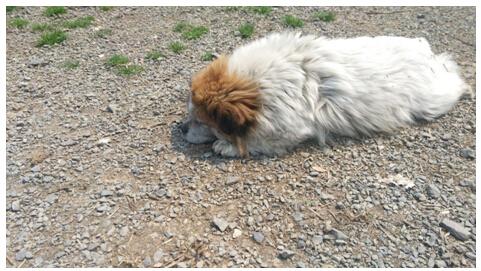 95后大学生开发手机应用 为帮助数百只流浪宠