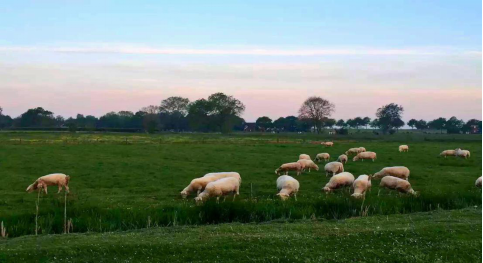 佳贝艾特生产大揭秘,见证荷兰全产业链