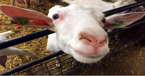 佳贝艾特生产大揭秘,见证荷兰全产业链