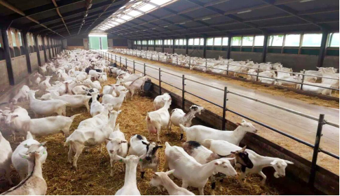 佳贝艾特生产大揭秘,见证荷兰全产业链