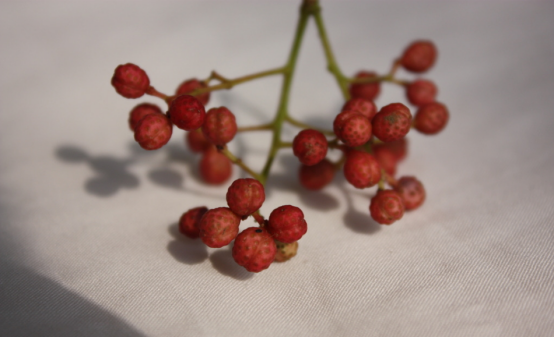 牙痛偏方太重口,两面针花语沁香帮你秒回小清