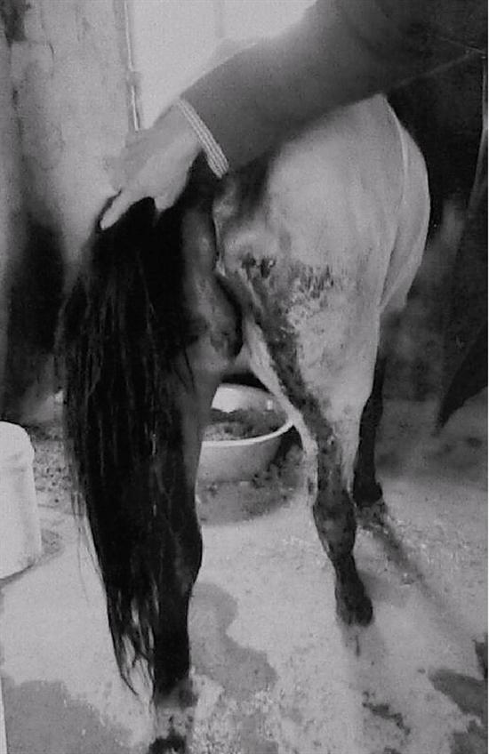 衢州1男子骑马上路被车追尾 车主马主互告对方