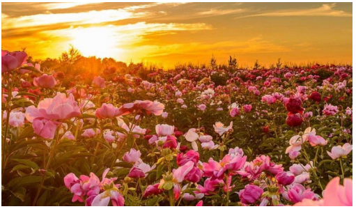 美肤宝抢占素颜市场推新品,2000亿的面膜蛋糕