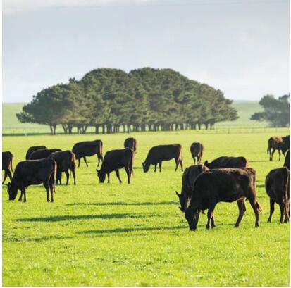 饮水思源,澳洲首富家族VSG集团感恩中国行_新浪浙江_新浪网