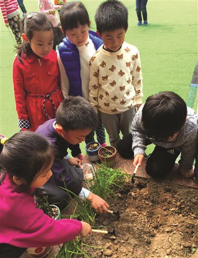 浙江大学幼儿园玉泉分园大班的孩子们,在校园的一角种下各种植物,期待着它们茁壮成长。 浙江大学幼儿园玉泉分园大班的孩子们,在校园的一角种下各种植物,期待着它们茁壮成长。 摄影 何亚英
