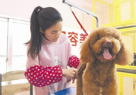 台州宠物美容师高薪背后的辛酸 没被咬过不算