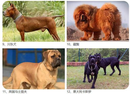 宁波公安发布28种烈性犬禁止饲养 中华田园犬也在列