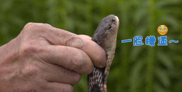 打蛇打七寸别轻易尝试 杭州男子好奇抓蛇惨遭