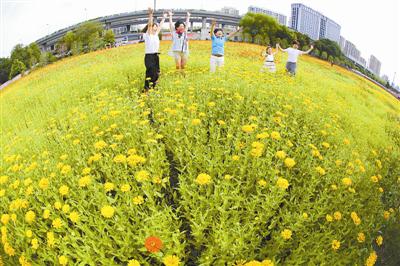 寸土寸金的下城文晖地区,竟然出现了大片的百日菊、波斯菊为主的花海!