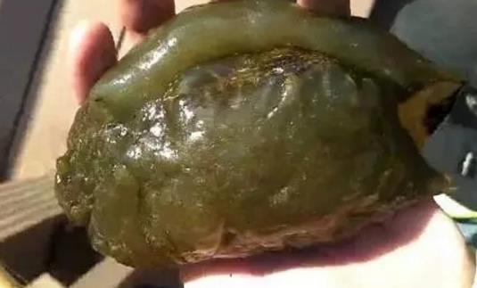 舟山一位钓友夏先生从海里捞起一个奇怪的生物,像蜗牛一样,绿色有点透明的身体,捏起来软软的……