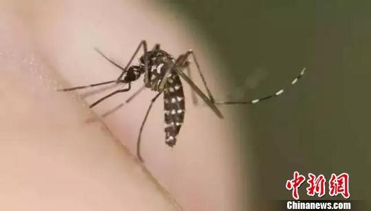 图为:登革热传播媒介主要是埃及伊蚊和白纹伊蚊。健康杭州供图