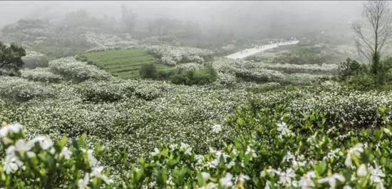 泰顺西关村栀子花基地