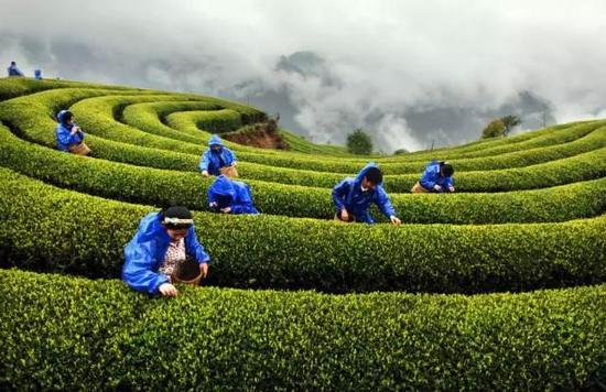 绿色茶园