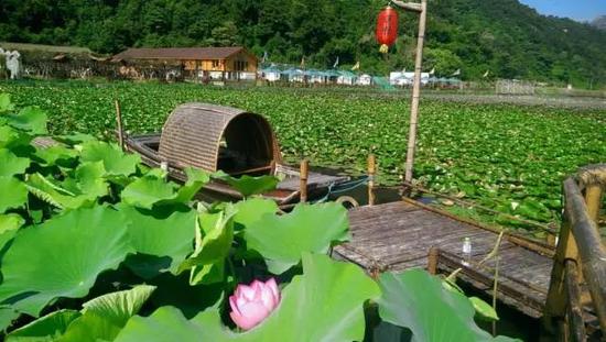 龙湾莲园观光园