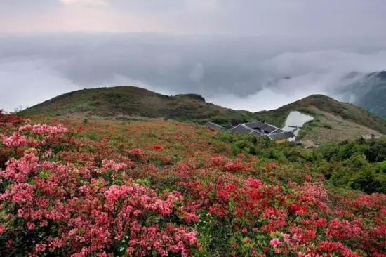 瑞安圣井山杜鹃花海