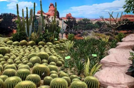 仙人掌类沙漠植物展示区