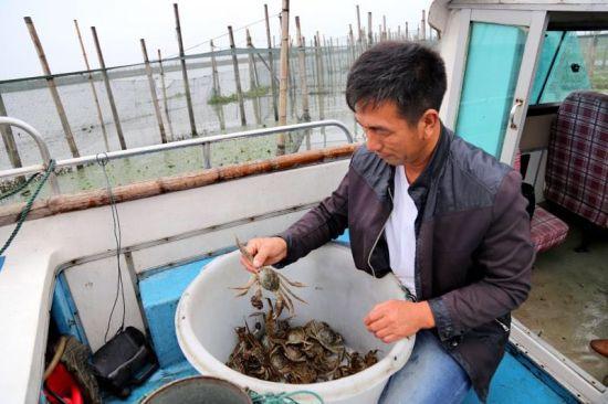 图为太湖蟹分拣归类
