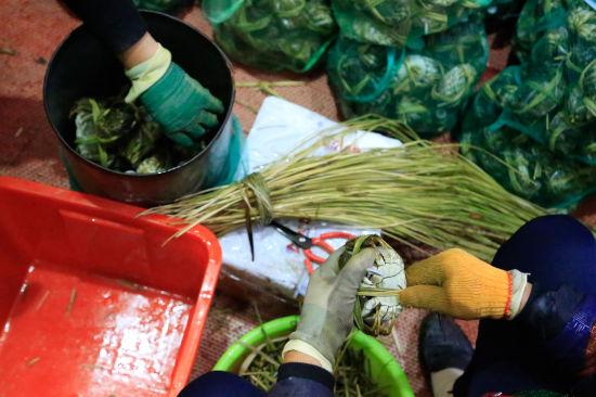 图为:捆蟹工正在用苇草把大闸蟹捆好。 王远 摄