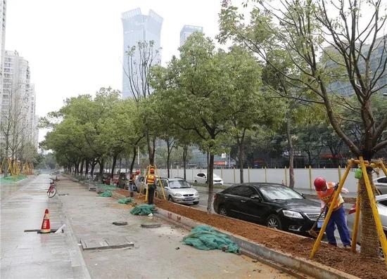 ▲锦绣路吴桥路路口分车带绿化施工中。 朱永春/摄