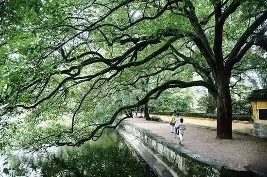 吃茶、登高、品禅意 绍兴新昌值得一去美景美