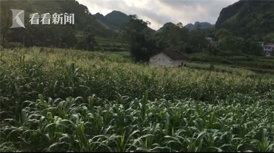 杭州男子为偷玉米换钱买彩票 骑自行车狂飙近