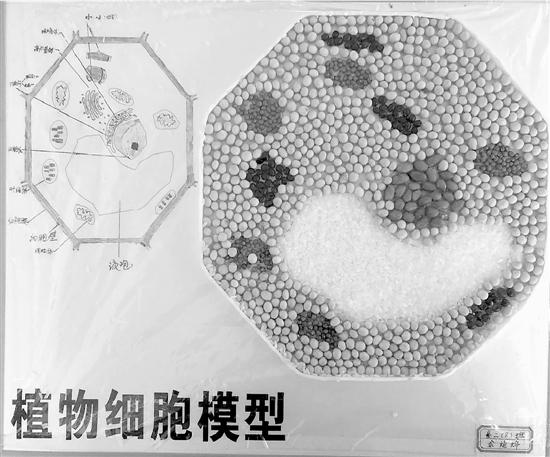 红豆、大米做植物细胞图 铁丝做染色体…_新浪
