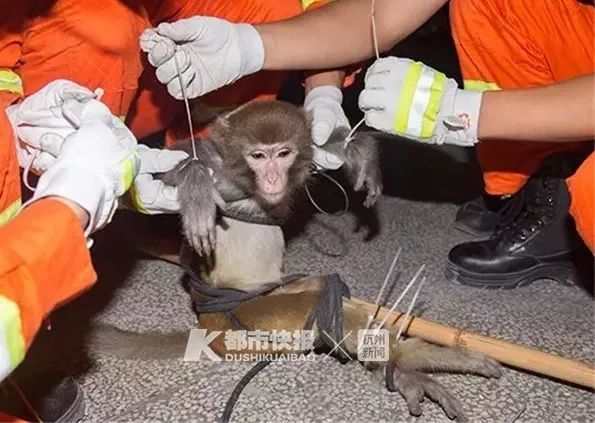 去年9月在萧山被擒获的猴子