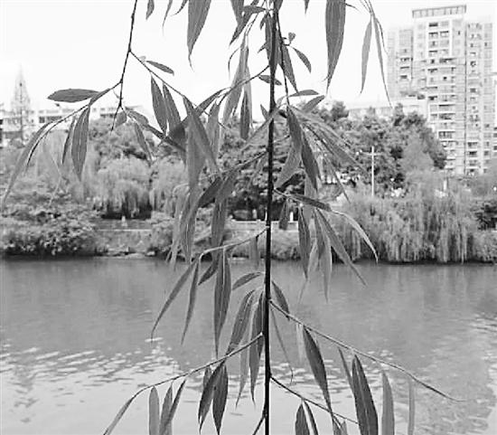 打过针的柳条不开花不结果