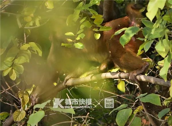 快拍小友“钱塘之子”在湘湖石岩山拍到的猴群