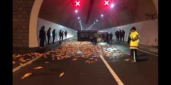 浙江丽水:6000多斤红鲤鱼洒满百米高速 。 陈胜 摄