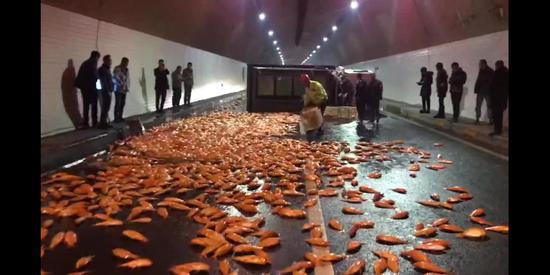 浙江丽水:6000多斤红鲤鱼洒满百米高速 。 陈胜 摄