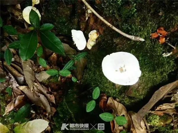 徐太太拍摄的“小白菇” 医院供图