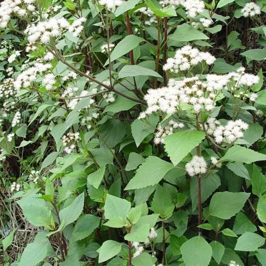 检疫性杂草知多少 跟着志愿者来认识