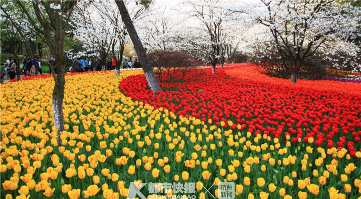 郁金香已种下 明年3月来杭州太子湾看花海吧