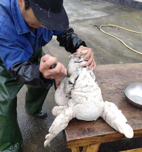 猪肉,天天都能吃到,大家为什么依然想杀年猪?