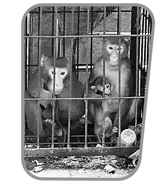 国内怎么养宠物猴 XqBQ-fztkpin3045123.jpg