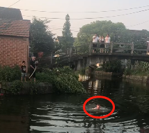 退役老兵项继良跳河救人。 秀洲公安提供
