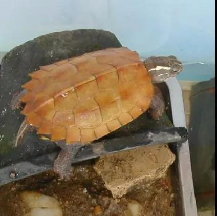 属于半水栖的龟类,体型较小,成体背甲长仅120mm,宽78mm。