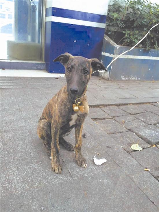 图为被捡到的小猎犬