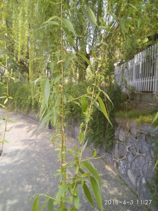 没有注射药水的柳树