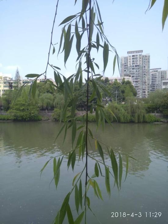 注射过药水的柳树