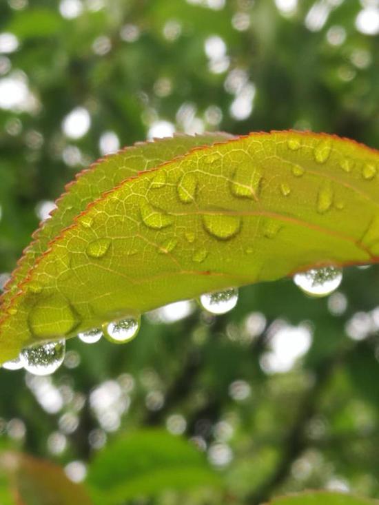 《雨恋》羊代平摄