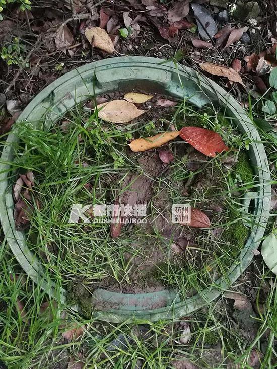 出事窨井不远处,还有几个这样的草坪井,下面也是化粪池。见习记者 刘抗 摄