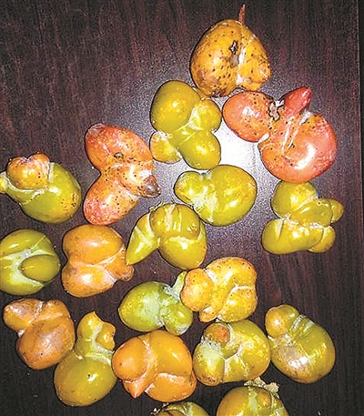 孙师傅从树上摘下的柿子