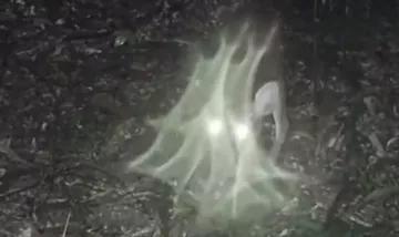 黄麂夜间闪亮的眼睛
