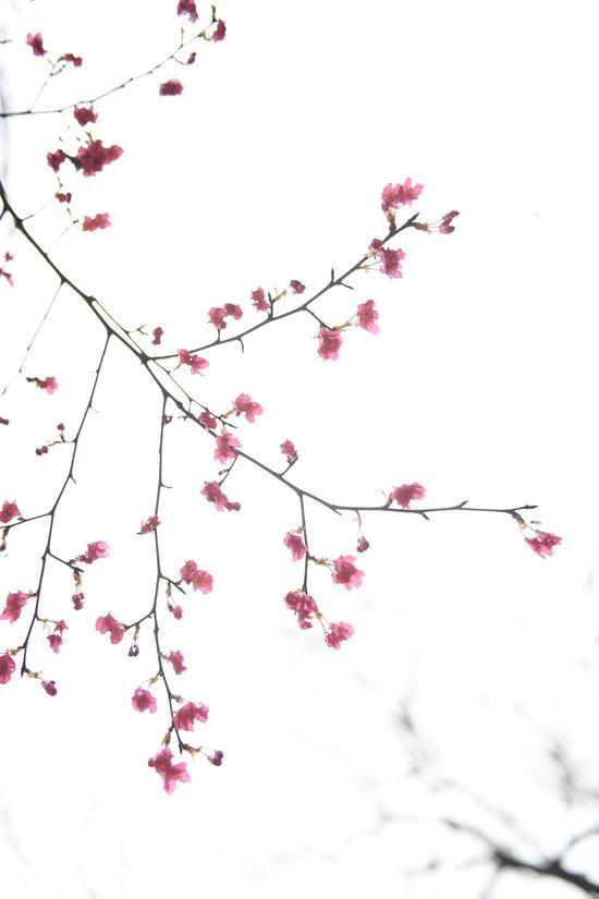 图为:次第开放的樱花。